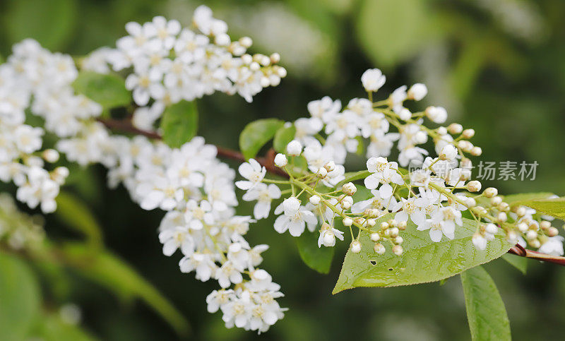 鸟樱桃(Prunus padus)开花